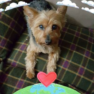 Meet your Posher, Sandy